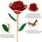 Gold Dipped Infinity Rose Last Forever Flower Decor, Birthday Gift for Women in Her Birthday Mothers Day, Resin Preserved Rose | Anniversary Present for Mom (Red)